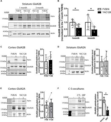 Altered Regulation of Striatal Neuronal N-Methyl-D-Aspartate Receptor Trafficking by Palmitoylation in Huntington Disease Mouse Model